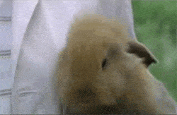 happy bunny gif