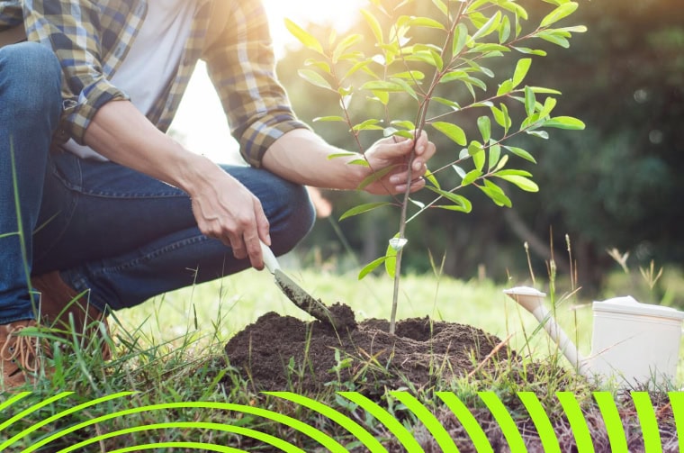 A man planting a tree sapling